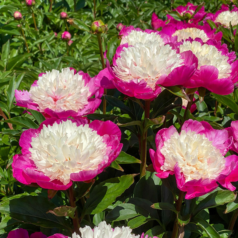 'White Cap' Peony