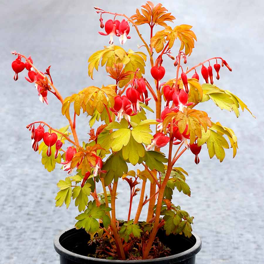 'Ruby Gold' Bleeding Heart