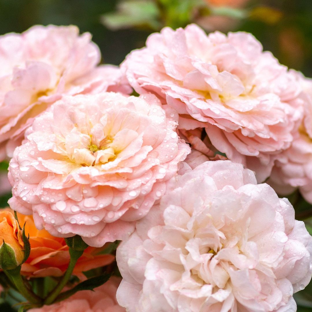 Apricot Drift? Rose