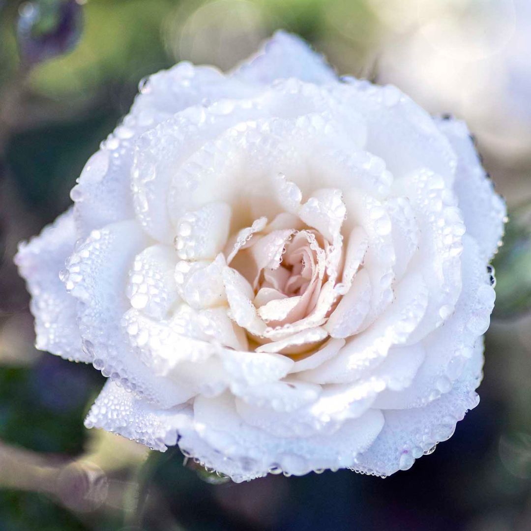 White Drift? Rose