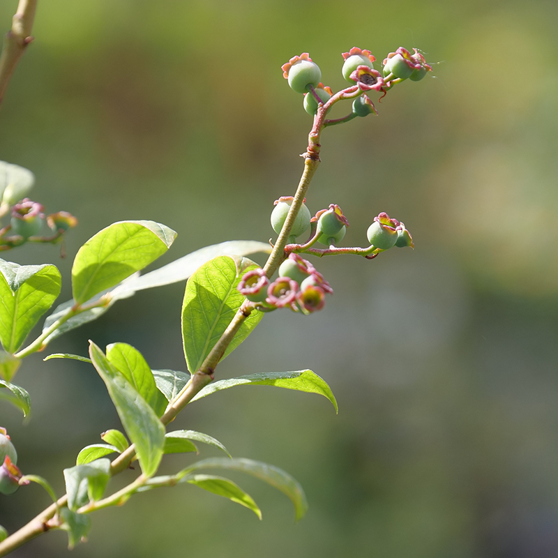 'Duke' Blueberry
