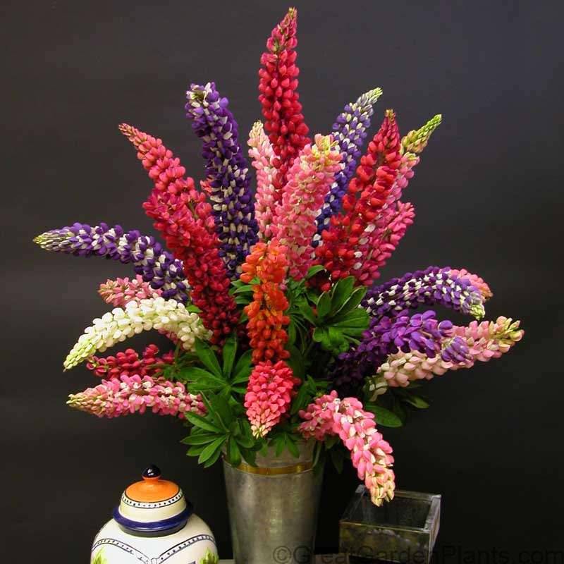 Lupine - Mixed Colors