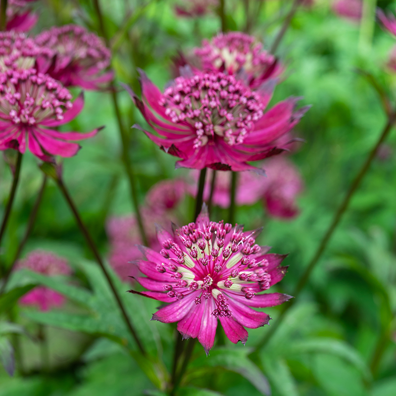 'Sparkling Stars Red' Masterwort