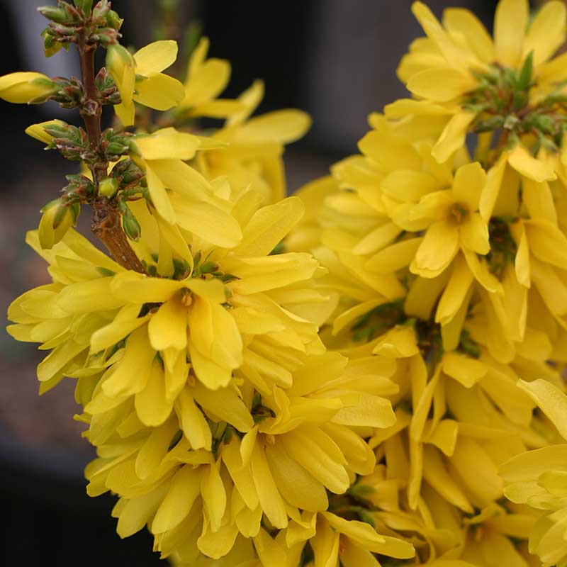 Show Off Starlet? Forsythia