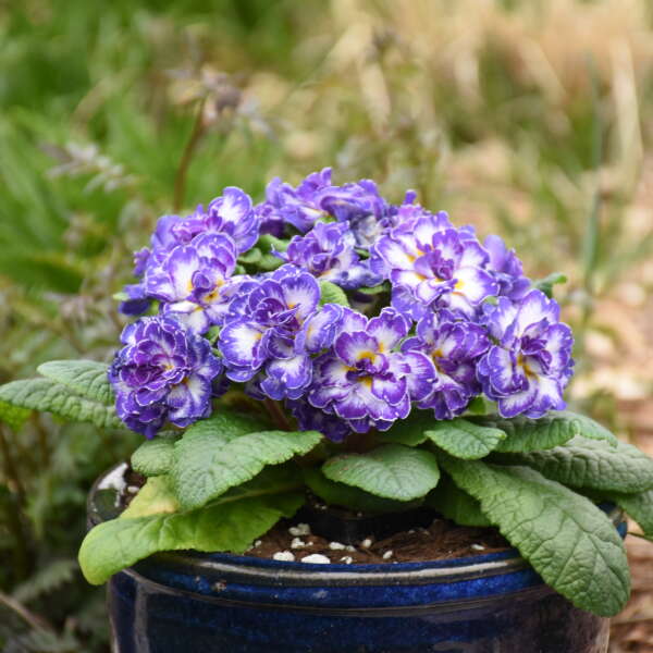 Bouquet PerfectTM 'Blue Ripples' Primrose