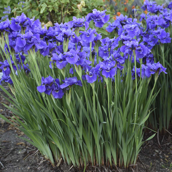 'Ruffled Velvet' Siberian Iris