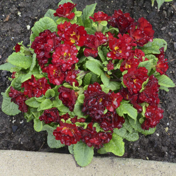 Belarina? Valentine Primrose