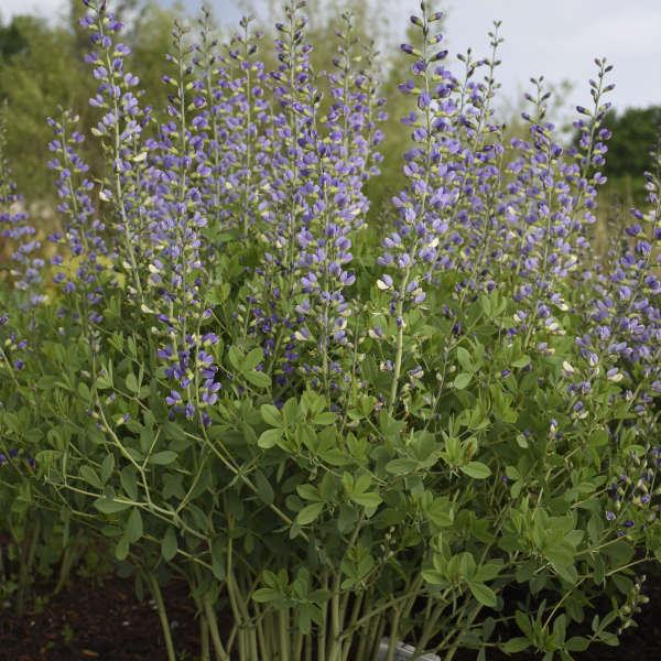 Decadence? 'Blue Bubbly' False Indigo
