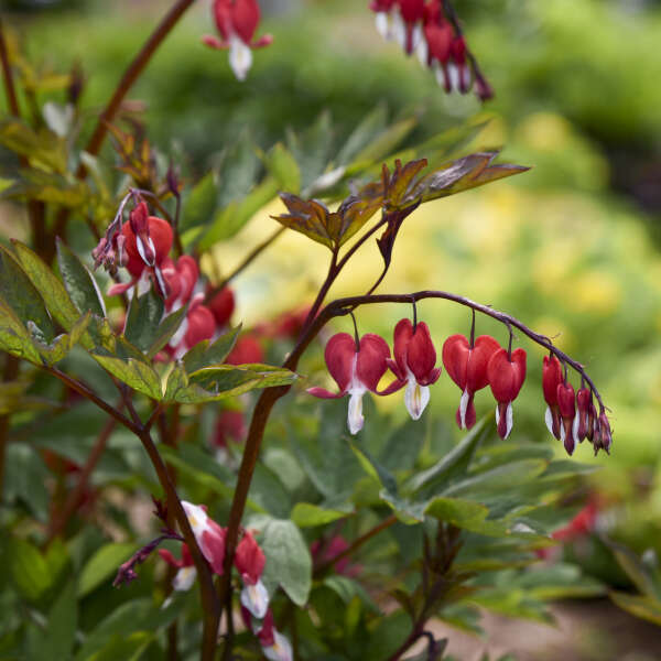 Valentine? Bleeding Heart