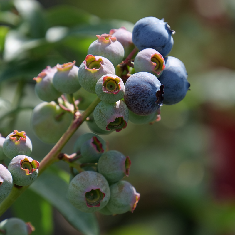'Blueray' Blueberry
