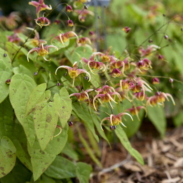 'Rigoletto' Barrenwort