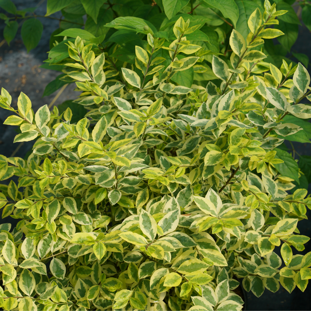 Good Vibrations? Privet