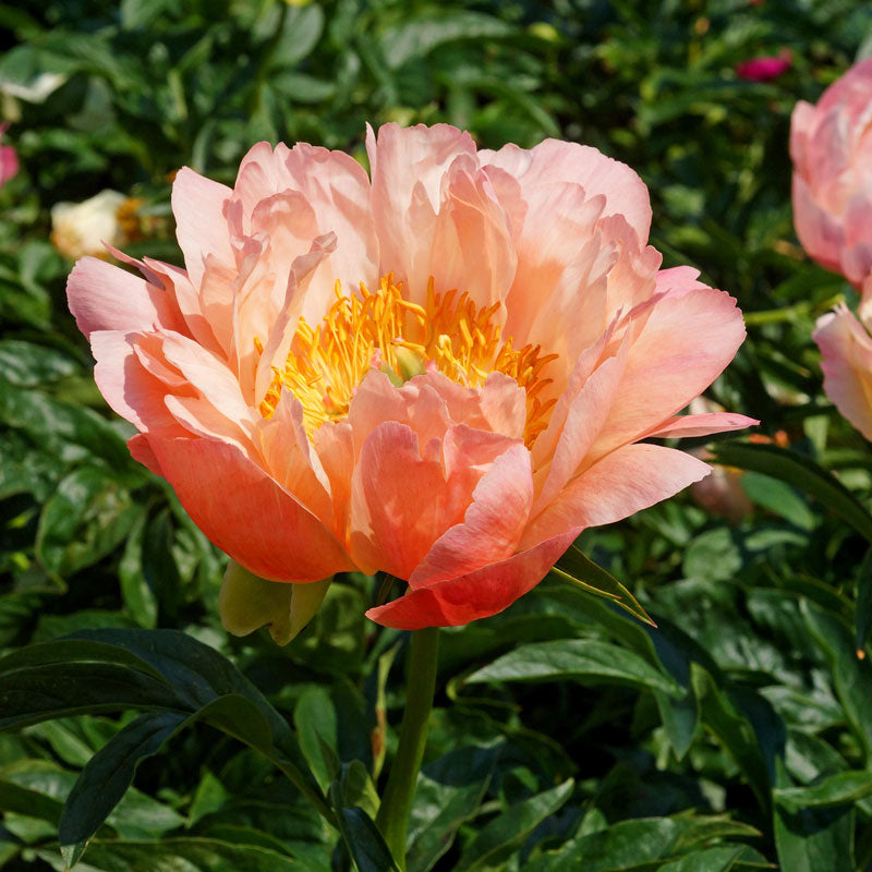'Coral Sunset' Peony