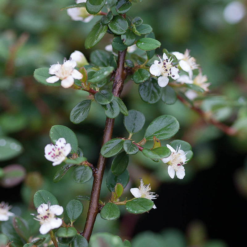 Little Dipper? Cotoneaster