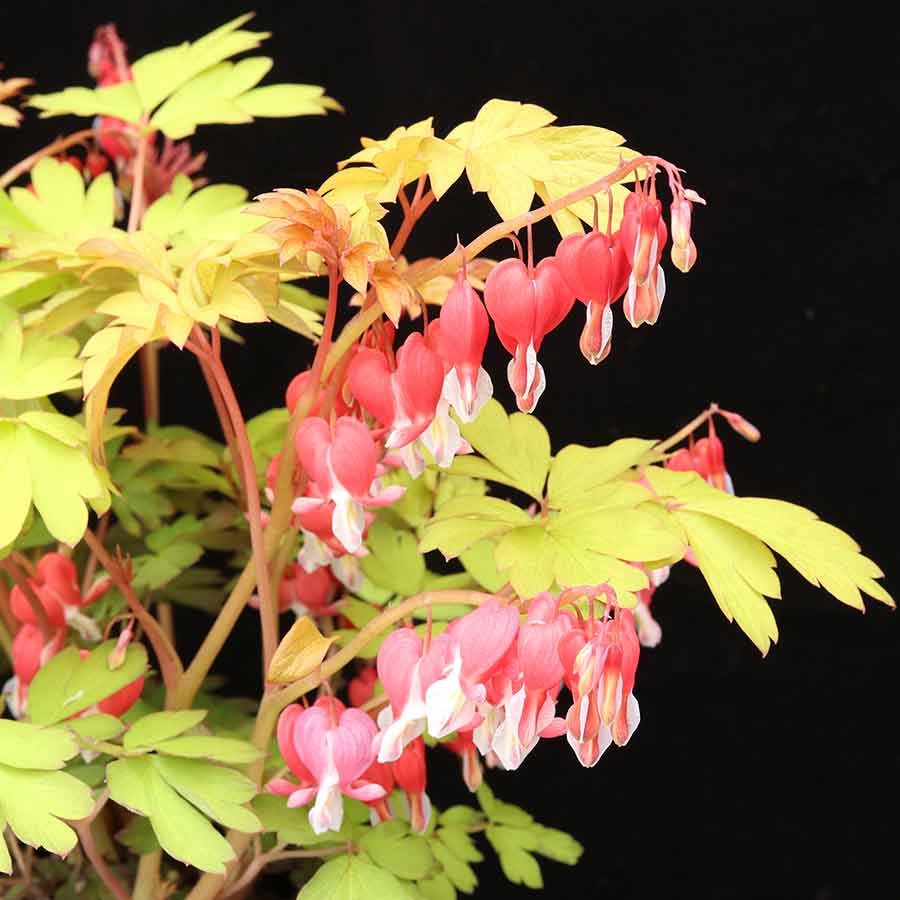 'Ruby Gold' Bleeding Heart