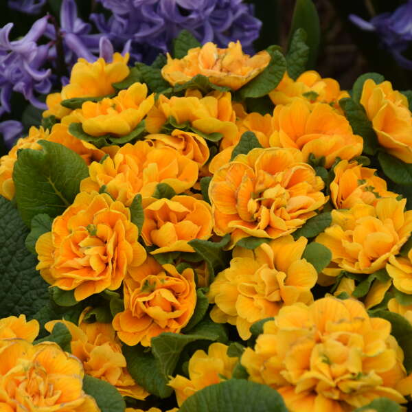 Bouquet PerfectTM 'Mandarin' Primrose