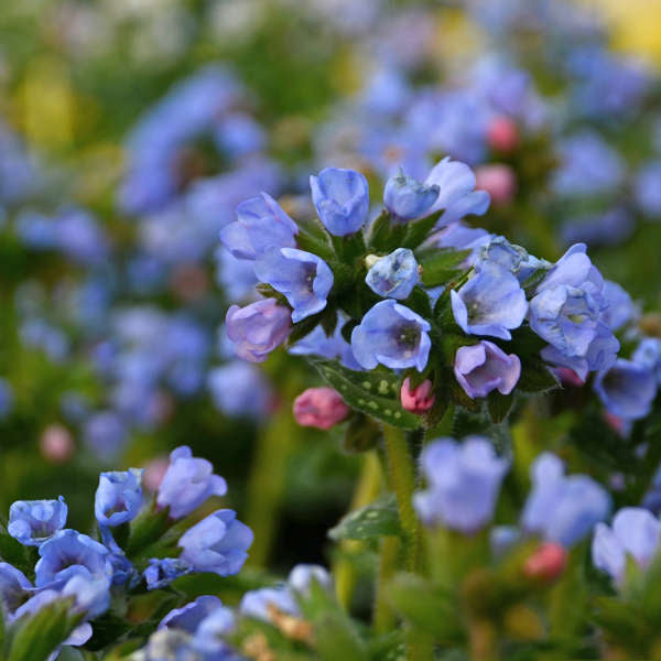 'Twinkle Toes' Lungwort