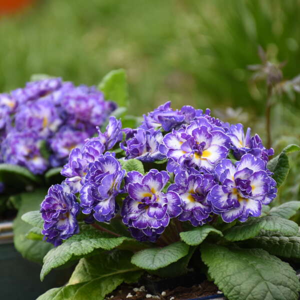 Bouquet PerfectTM 'Blue Ripples' Primrose