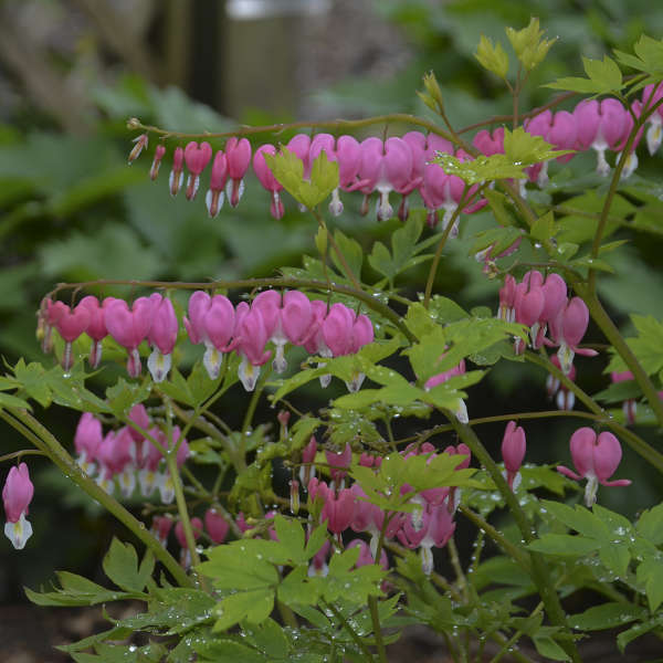 Bleeding Heart
