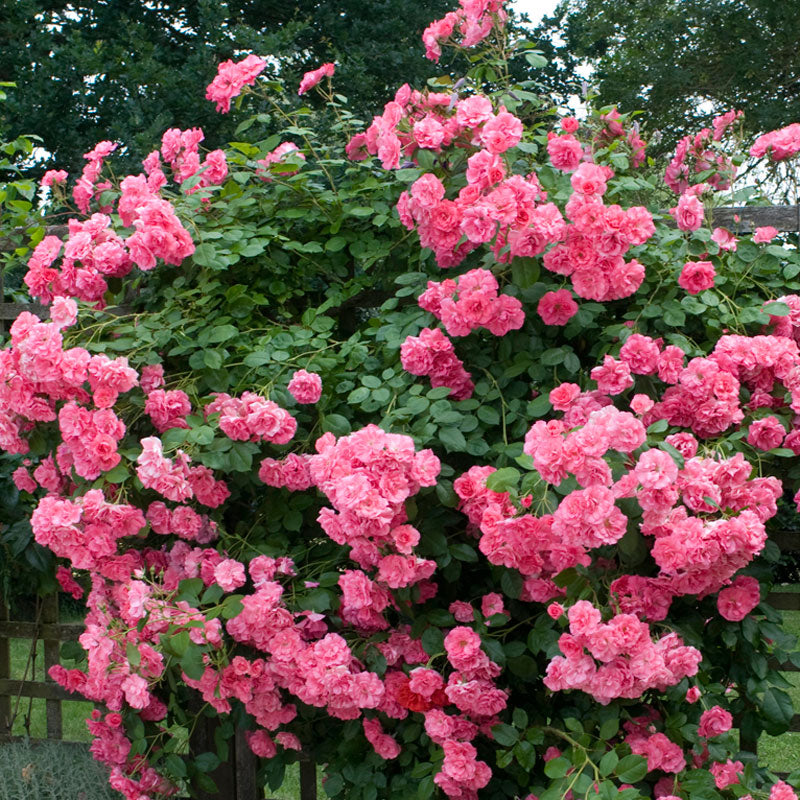 'Z��phirine Drouhin' Climbing Rose
