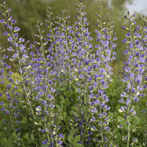 Decadence? 'Blue Bubbly' False Indigo
