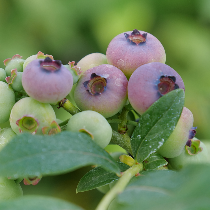 'Patriot' Blueberry