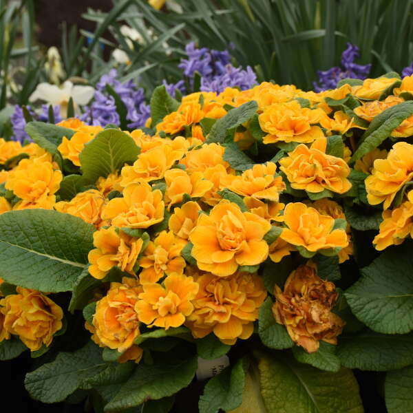 Bouquet PerfectTM 'Mandarin' Primrose