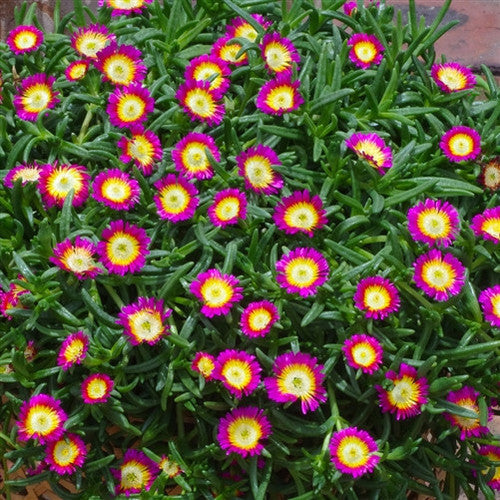 Wheels of Wonder? Hot Pink Wonder Ice Plant