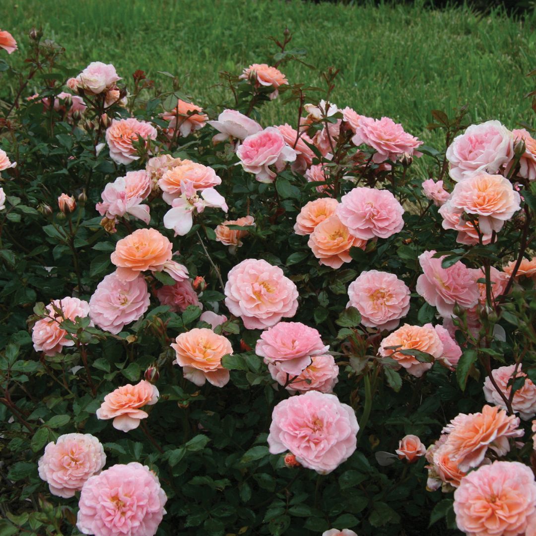 Apricot Drift? Rose