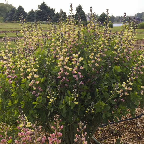 Decadence? 'Pink Lemonade' False Indigo