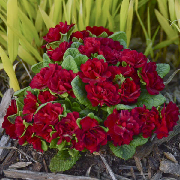 Belarina? Valentine Primrose