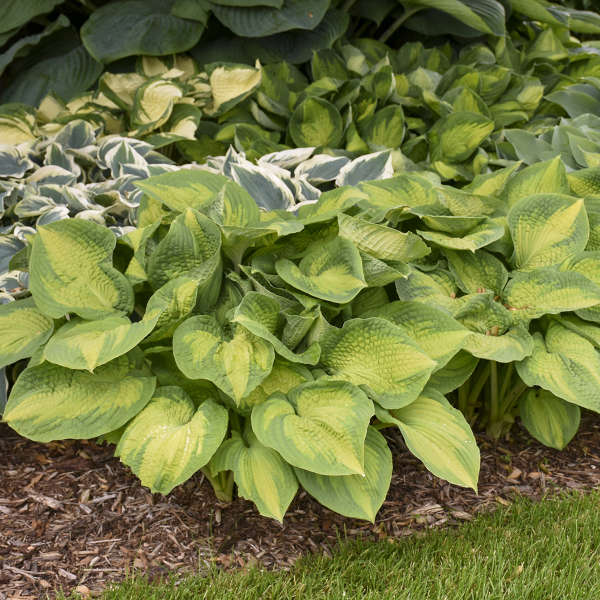 'Brother Stefan' Hosta