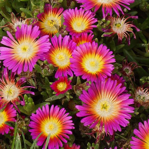 Wheels of Wonder? Hot Pink Wonder Ice Plant