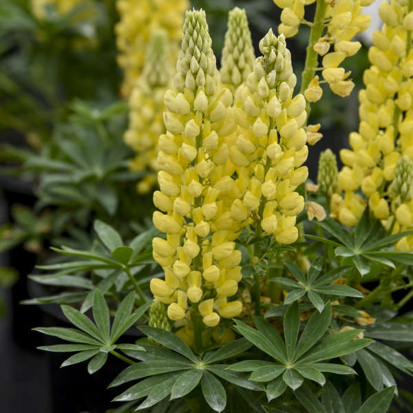 Mini GalleryTM Yellow Lupine