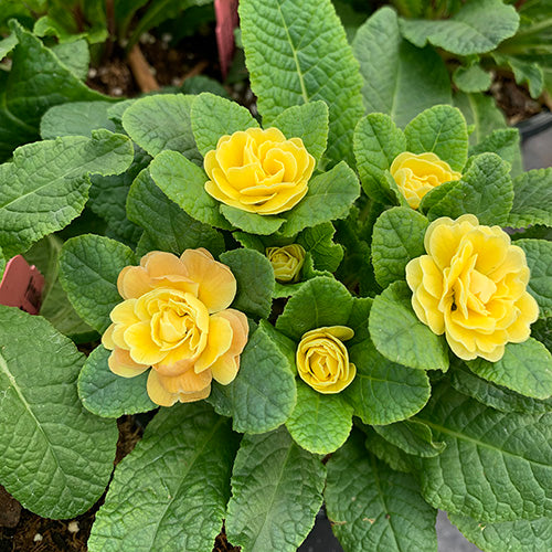 Belarina? Buttercup Primrose