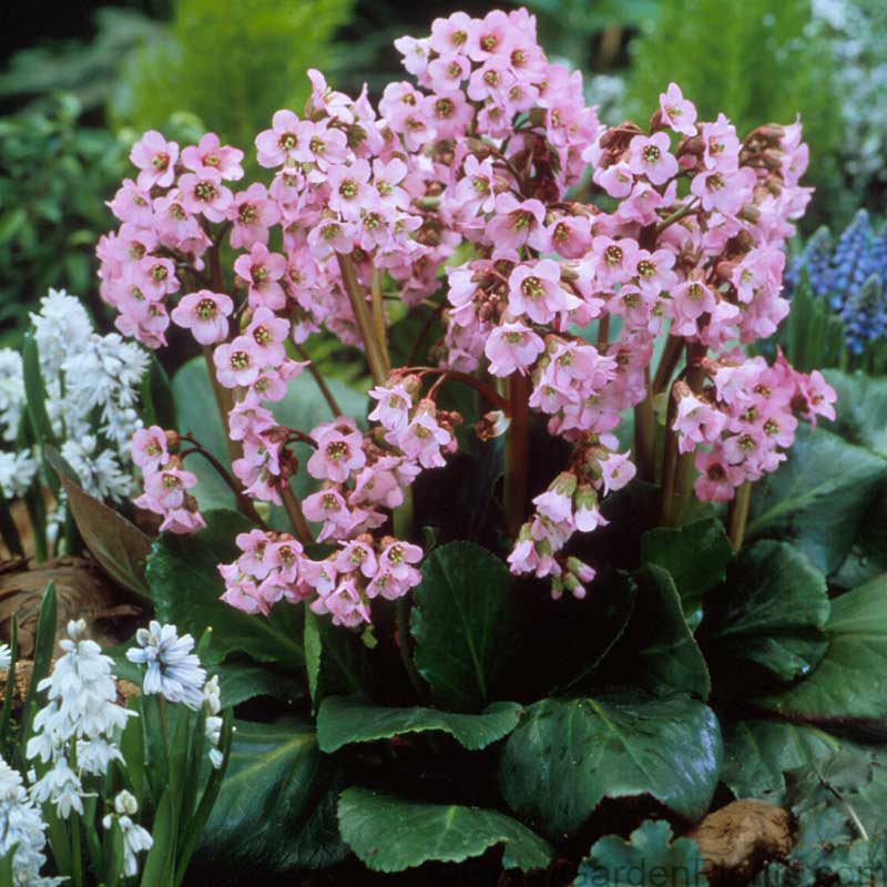 'Winterglut' Pigsqueak