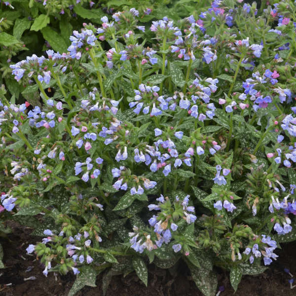 'Twinkle Toes' Lungwort