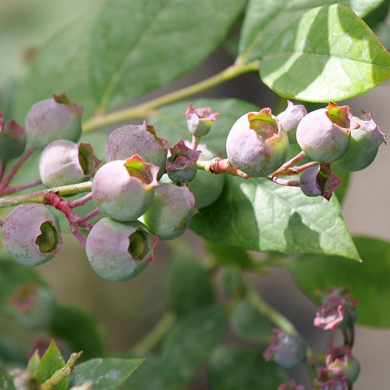 'Legacy' Blueberry