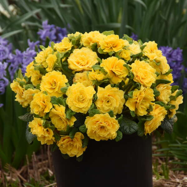 Prima Belarina? 'Spring Sun' Primrose