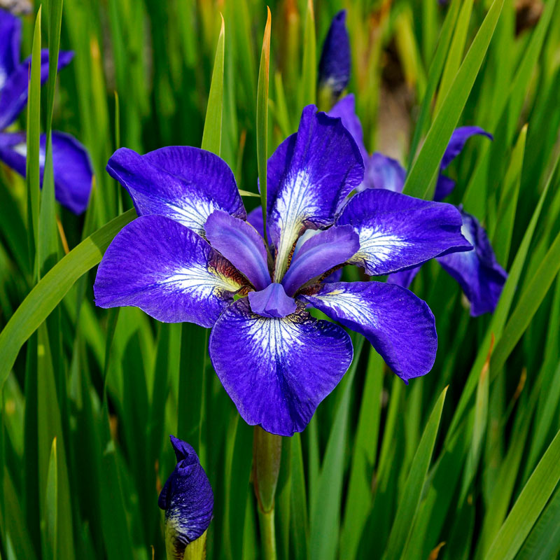'I See Stars' Siberian Iris