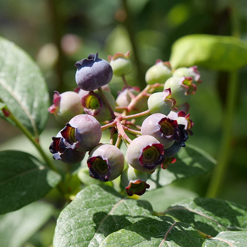 'Spartan' Blueberry