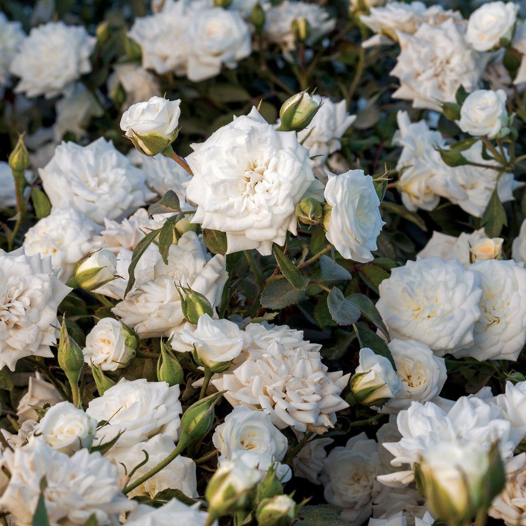 White Drift? Rose
