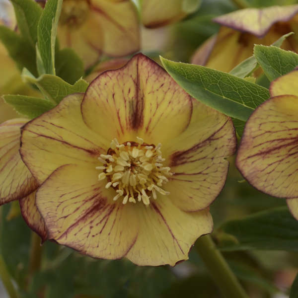 Honeymoon? Tropical Sunset Lenten Rose