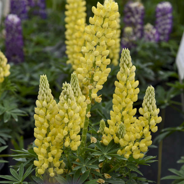 Mini GalleryTM Yellow Lupine