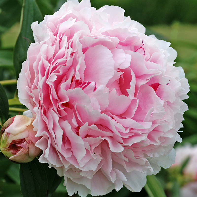 'Sarah Bernhardt' Peony