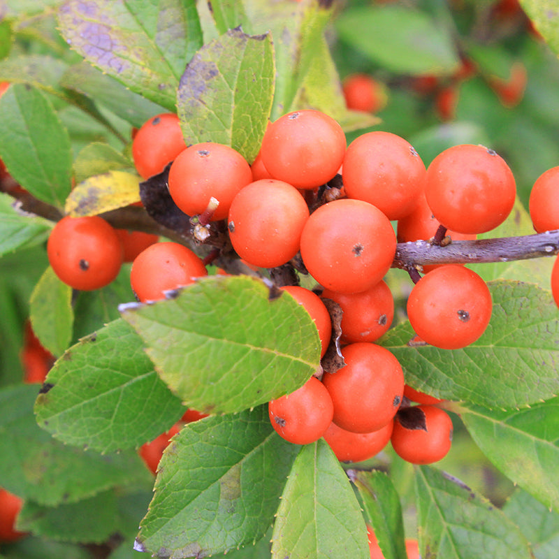Little Goblin? Orange Winterberry Holly