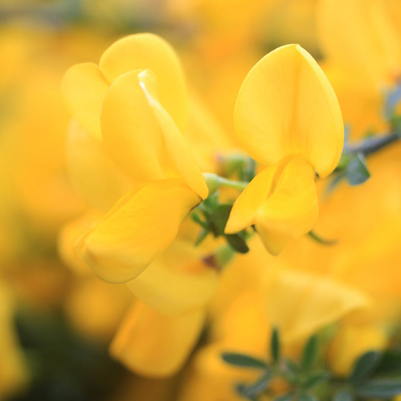 Sister Golden Hair? Scotch Broom