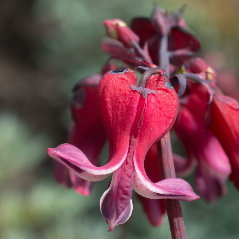 'Burning Hearts' Bleeding Heart