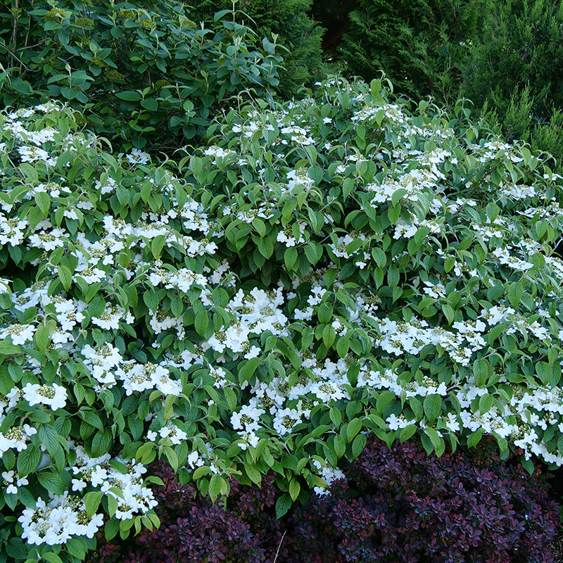 Wabi-Sabi? Doublefile Viburnum