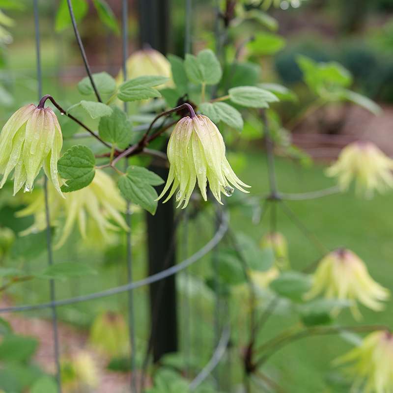 FunyellaTM Clematis